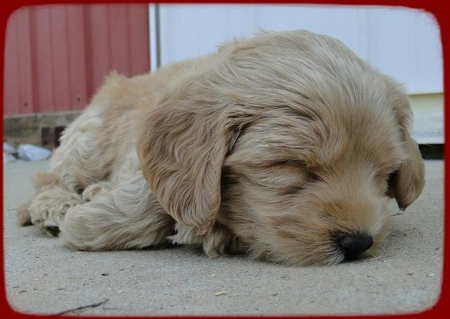 EB pups 6 wks old 48