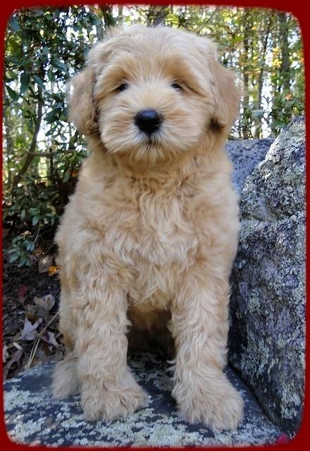 EB pups 8 wks old 23