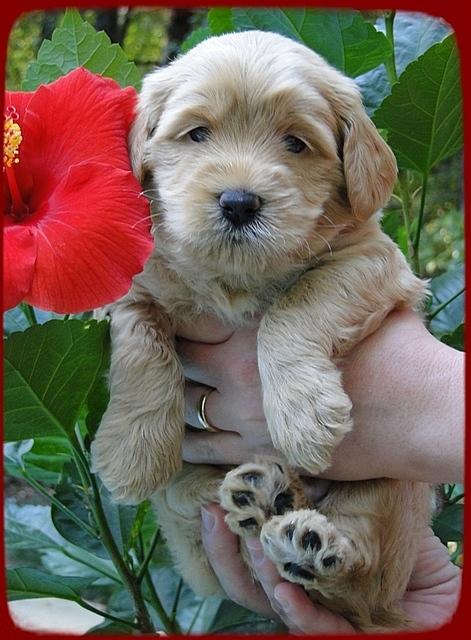 Eb pups 4 wks old 13