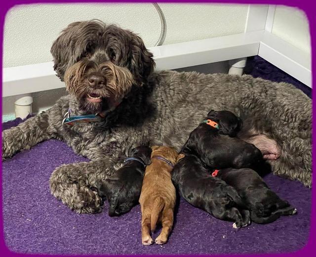 Gigi Traveler pups 1 wk old 81