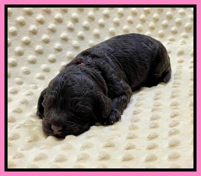 Gigi Traveler pups 1 wk old 21