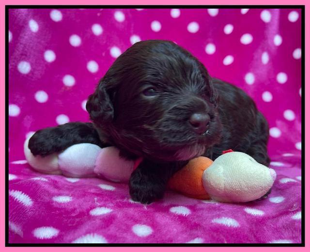 Gigi Traveler pups 2 wks old 41