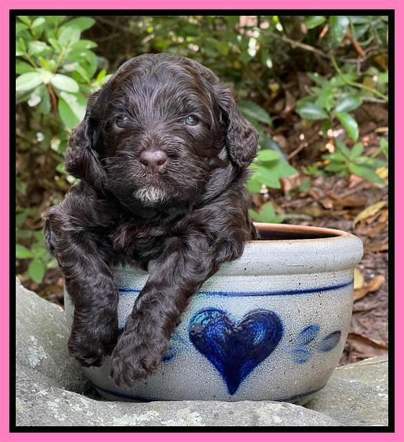 Gigi Traveler pups 3 wks old 11