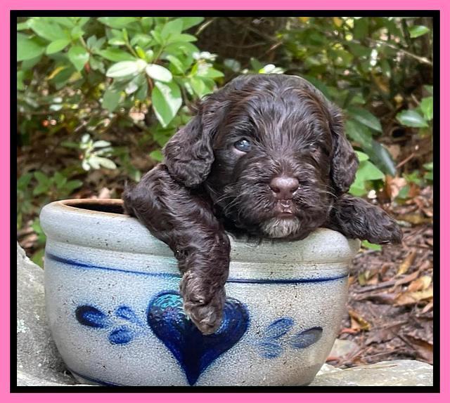 Gigi Traveler pups 3 wks old 21