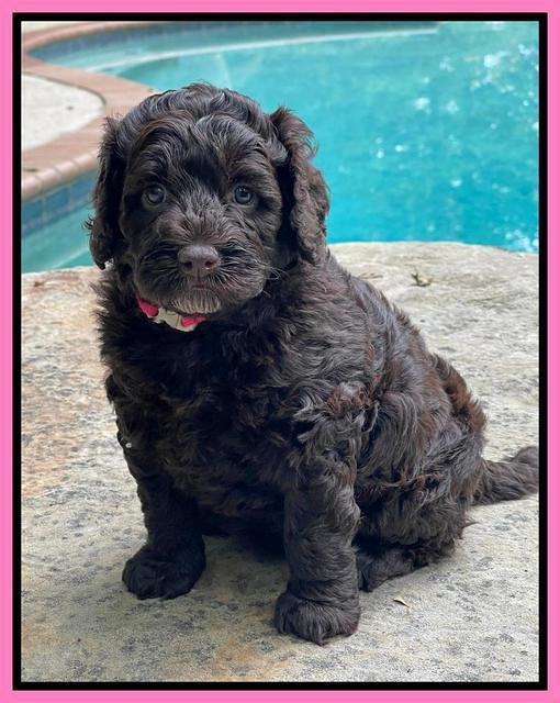 Gigi Traveler pups 5 wks old 21