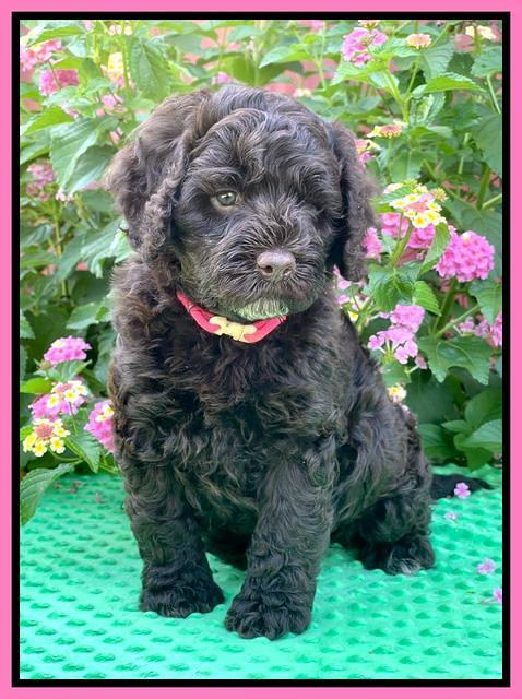 Gigi Traveler pups 6 wks old 51