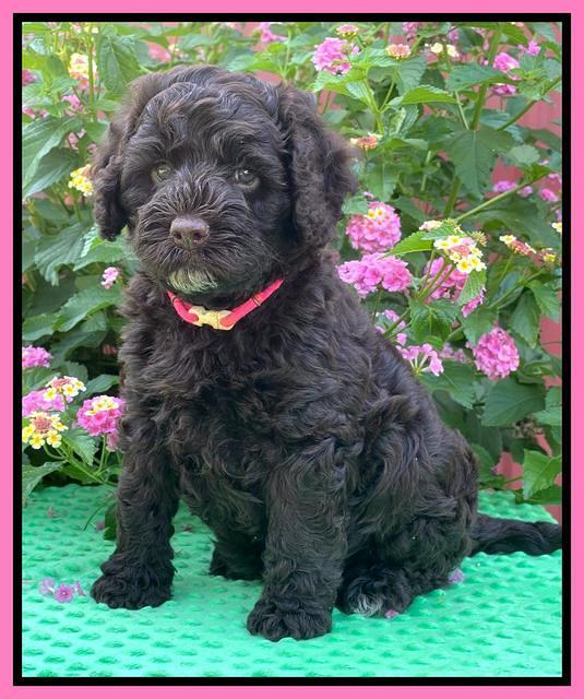 Gigi Traveler pups 6 wks old 61