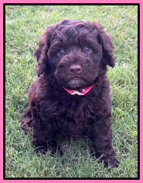 pink 6 wks