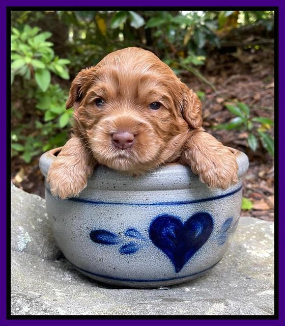 Gigi Traveler pups 3 wks old 71