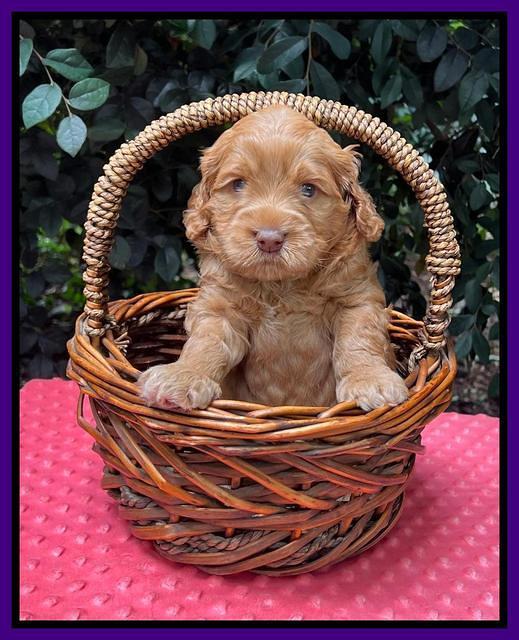 Gigi Traveler pups 4wks old 71