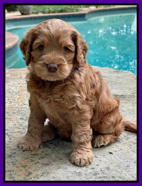 Gigi Traveler pups 5 wks old 41