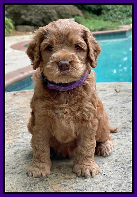 Gigi Traveler pups 5 wks old 51