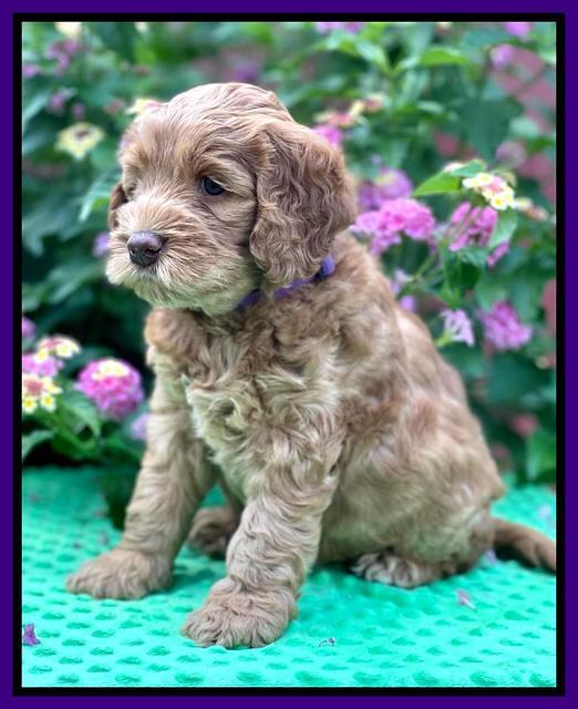 Gigi Traveler pups 6 wks old 101