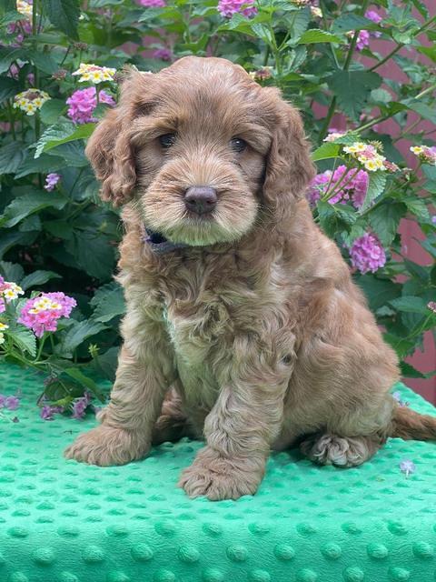 Gigi Traveler pups 6 wks old 121