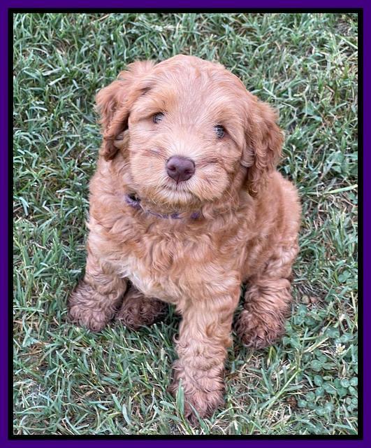 Gigi Traveler pups 7 weeks old 101