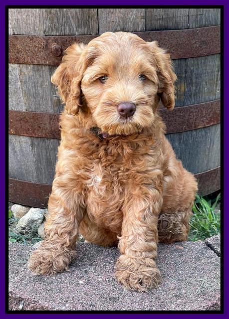 Gigi Traveler pups 7 weeks old 71