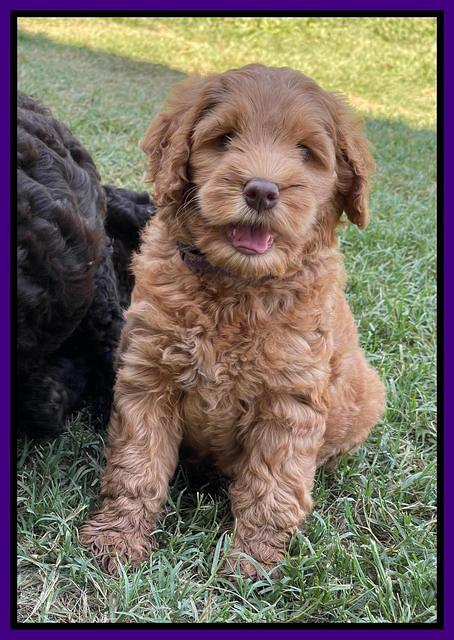 Gigi Traveler pups 7 weeks old 91