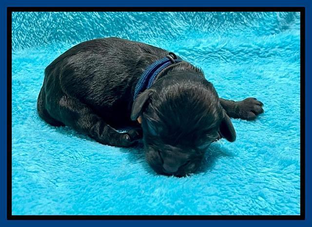 Gigi Traveler newborn pups 51