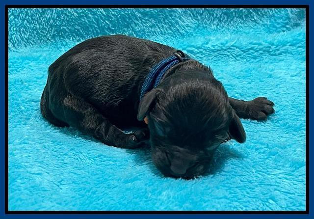 Gigi Traveler newborn pups 61