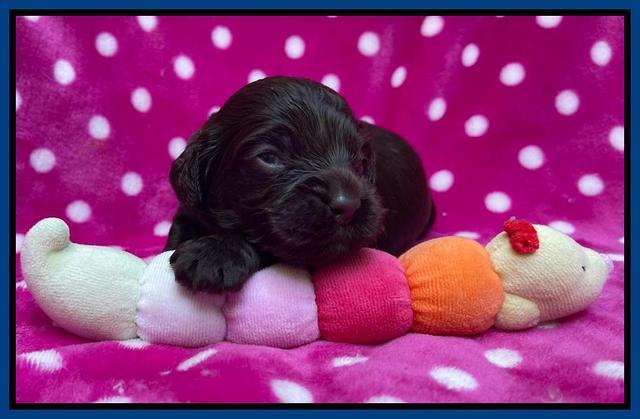 Gigi Traveler pups 2 wks old 21