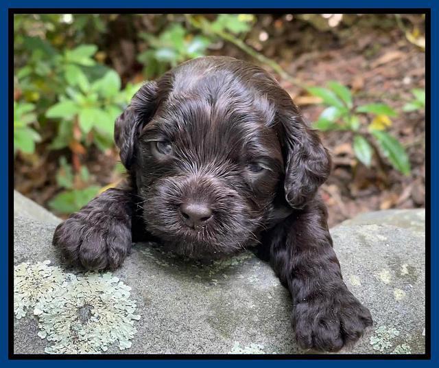 Gigi Traveler pups 3 wks old 121