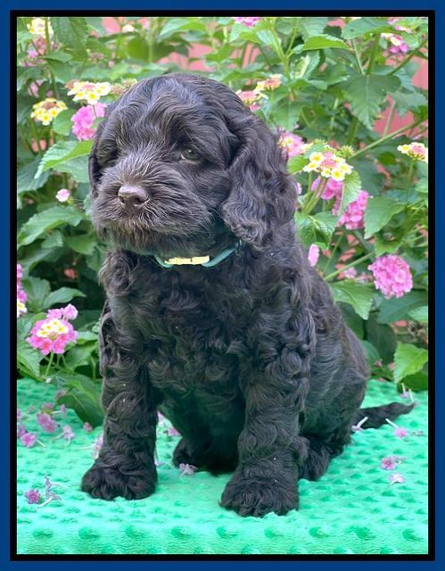 Gigi Traveler pups 6 wks old 181