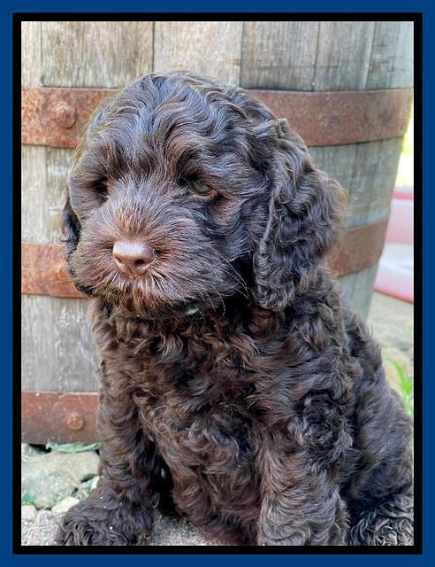 Gigi Traveler pups 7 weeks old 161