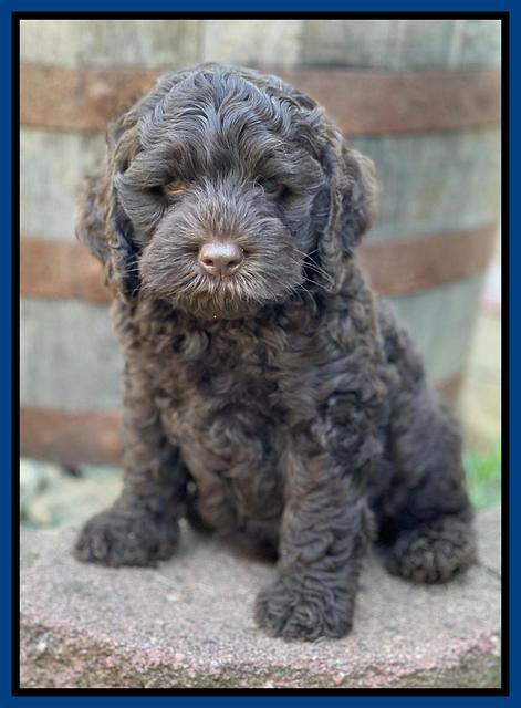 Gigi Traveler pups 7 weeks old 171