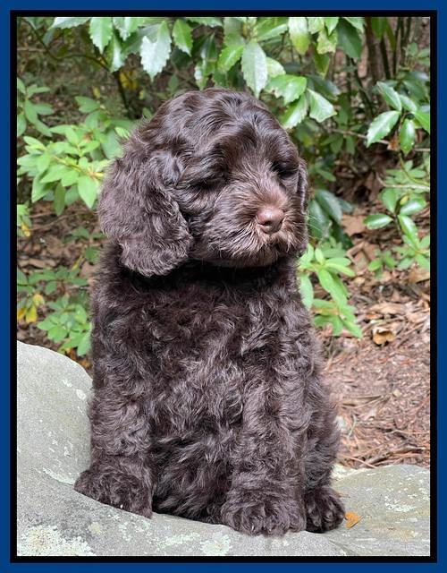 Gigi Traveler pups 8 wks old 14200