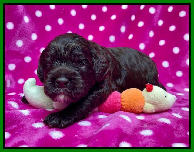 Gigi Traveler pups 2 wks old 91