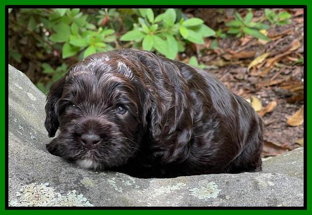 Gigi Traveler pups 3 wks old 151