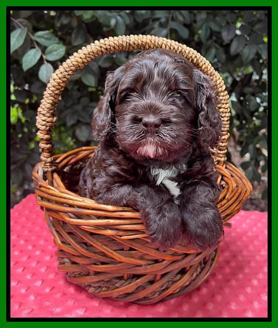 Gigi Traveler pups 4wks old 171