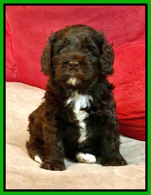 Gigi Traveler pups 5 wks old 161