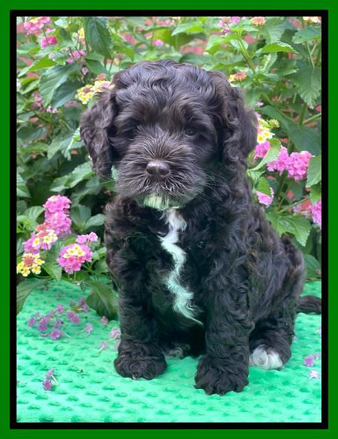 Gigi Traveler pups 6 wks old 231