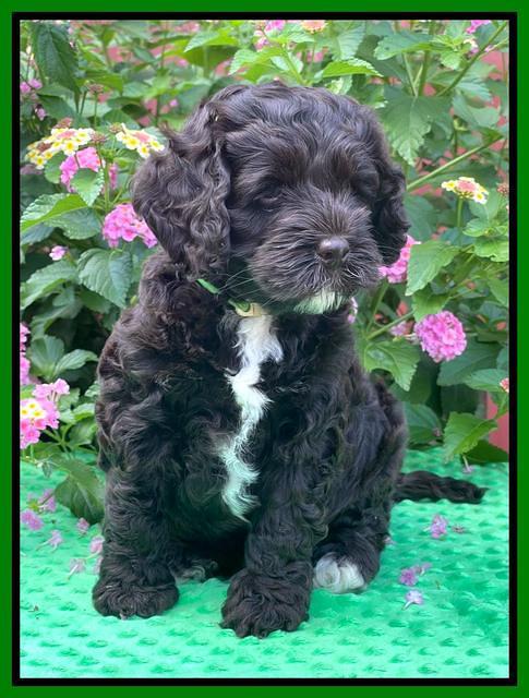 Gigi Traveler pups 6 wks old 241