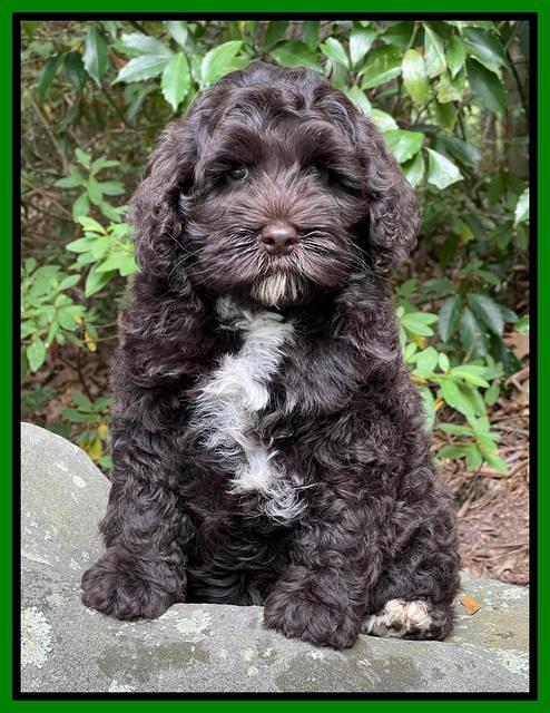 Gigi Traveler pups 8 wks old 1200