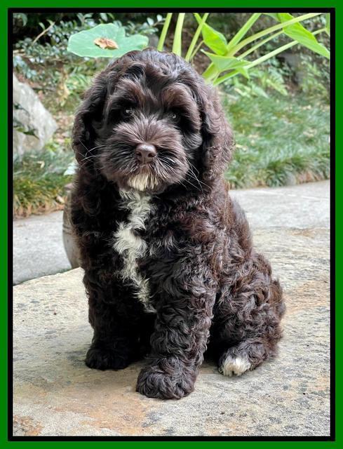 Gigi Traveler pups 8 wks old 4200