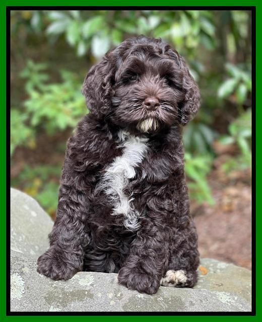 Gigi Traveler pups 8 wks old 5200