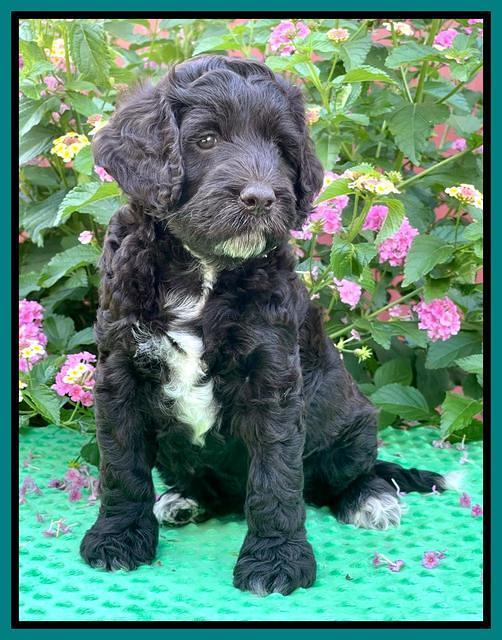 Gigi Traveler pups 6 wks old 281
