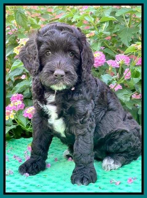 Gigi Traveler pups 6 wks old 291