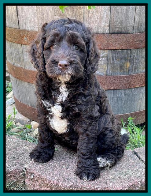 Gigi Traveler pups 7 weeks old 251