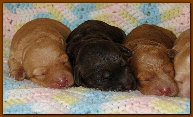 Gizzie Ripley puppies 5 days old 011