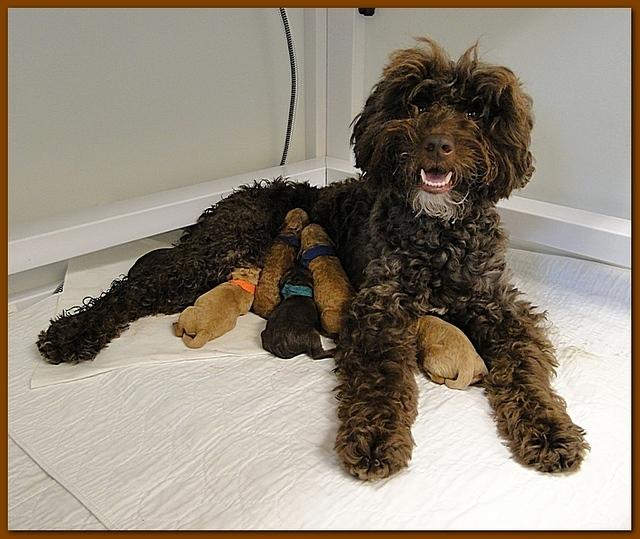 Roo Ripley puppies newborn 9 29 10 023