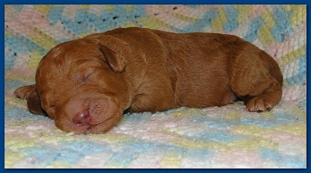 Gizzie Ripley puppies 1 week old 010