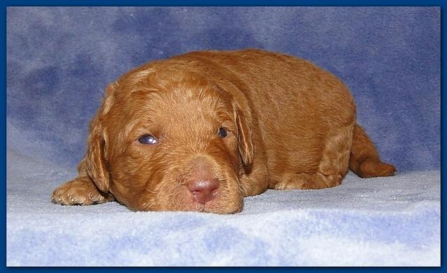 Gizzie Ripley puppies 2 weeks old 2 002