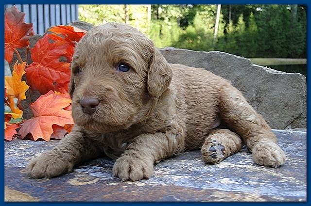Gizzie Ripley puppies 3 weeks old 037