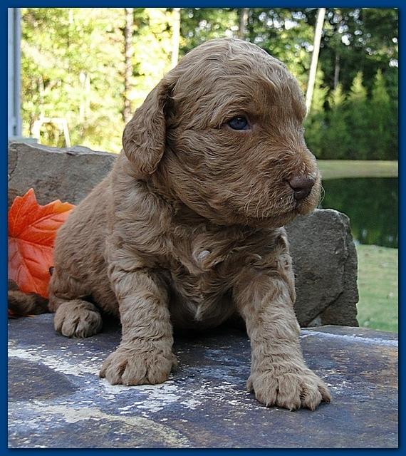 Gizzie Ripley puppies 3 weeks old 043
