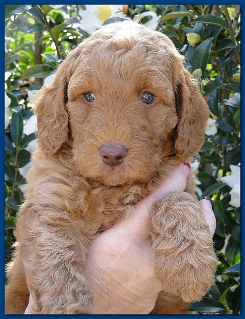 Gizzie Ripley puppies 5 weeks old 001