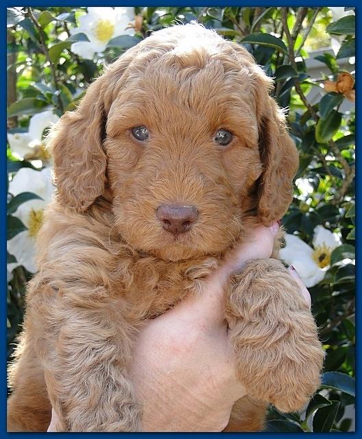 Gizzie Ripley puppies 5 weeks old 002