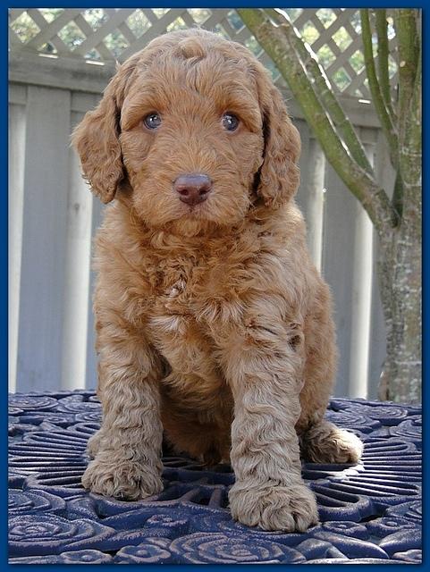 Gizzie Ripley puppies 5 weeks old 005